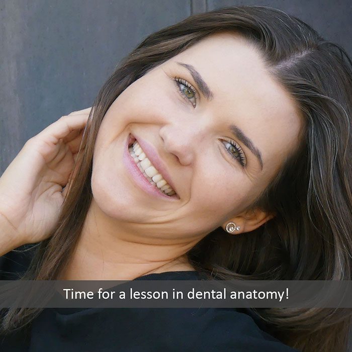 dental anatomy 2022 700 Intrinsic Family Dental